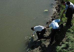 Toplu balık ölümleri şok etti